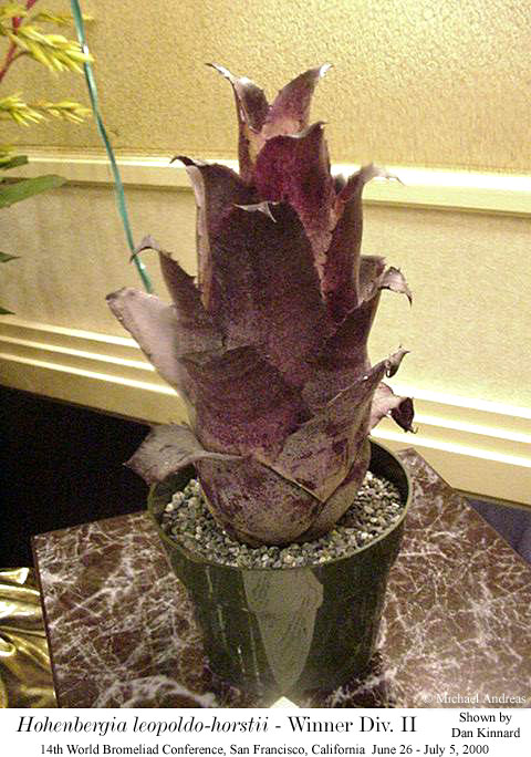 FCBS Bromeliad Photo Index Database: Search Results.
