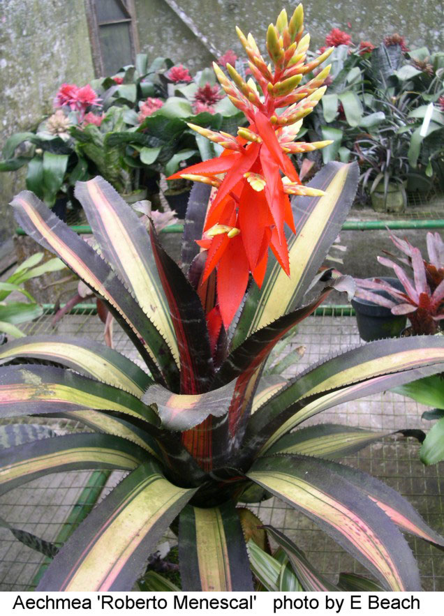 FCBS Bromeliad Photo Index Database: Search Results.