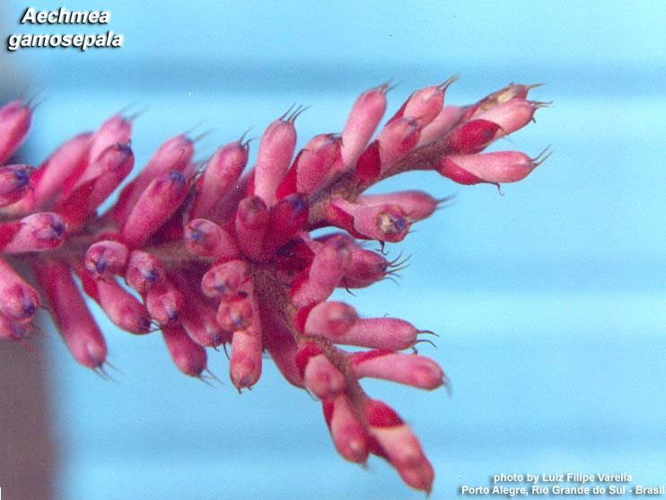 Aechmea gamosepala