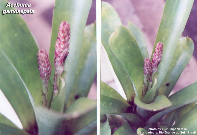 Aechmea gamosepala