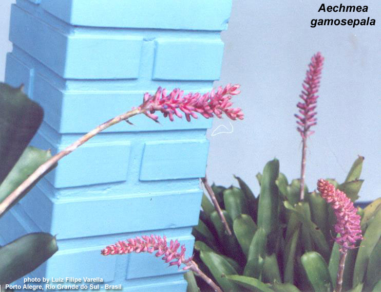 Aechmea gamosepala