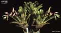 Billbergia 'Picador'