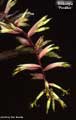 Billbergia 'Picador'