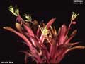 Billbergia 'Lambada'