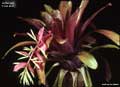 Billbergia 'C'est Bon'