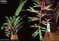 Billbergia 'C'est Bon'