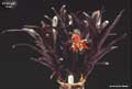 Billbergia 'Nita'