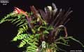 Billbergia 'Nita'