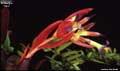 Billbergia 'Nita'