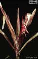 Billbergia 'Delicioso'