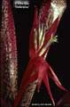 Billbergia 'Delicioso'