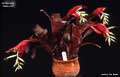 Billbergia 'Mamie B.'