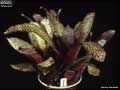 Billbergia 'Mamie B.'