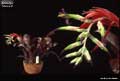 Billbergia 'Mamie B.'