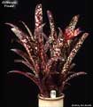 Billbergia 'Picale'
