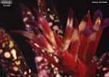 Billbergia 'Picale'