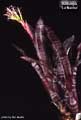 Billbergia 'La Noche'