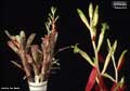 Billbergia 'Ballerina'