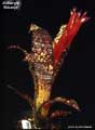 Billbergia 'Naranja'