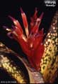Billbergia 'Naranja'