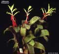 Billbergia 'Primavera'
