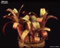 Billbergia 'Primavera'