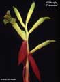 Billbergia 'Primavera'