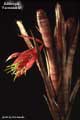 Billbergia 'Formidable'
