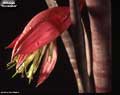 Billbergia 'Formidable'