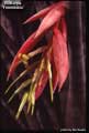 Billbergia 'Formidable'