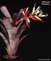 Billbergia 'Simpatico'