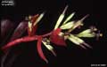 Billbergia 'Simpatico'