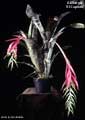 Billbergia 'El Capitan'