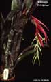 Billbergia 'El Capitan'