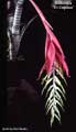 Billbergia 'El Capitan'
