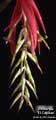 Billbergia 'El Capitan'