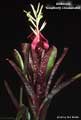 Billbergia 'Raspberry Cheesecake'