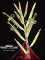 Billbergia 'Raspberry Cheesecake'