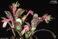 Billbergia 'Lou Wilson'