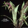 Billbergia 'Connie Timm'