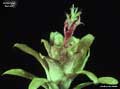 Billbergia 'Peridot'