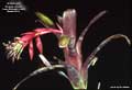 Billbergia 'Purple D'Oro'