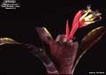 Billbergia 'Purple D'Oro'