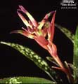 Billbergia 'Luna Blanca'