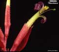 Billbergia 'Luna Blanca'