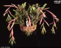 Billbergia 'El Nino'