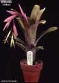 Billbergia 'El Nino'