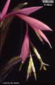 Billbergia 'El Nino'