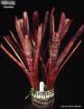 Billbergia 'Rosita'