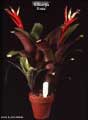 Billbergia 'Rosa'